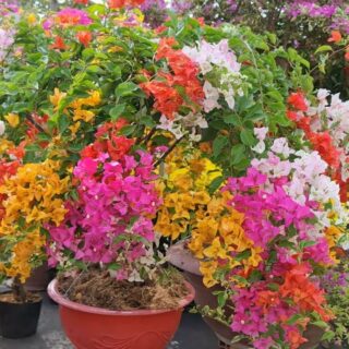 Cây hoa giấy nhiều màu (Hoa giấy ngũ sắc 5 màu)