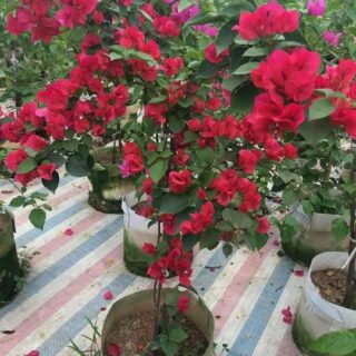 Cây hoa giấy màu đỏ (bông giấy Thái, Mỹ, Nhật)