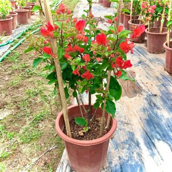 Cây hoa giấy màu đỏ (bông giấy Thái, Mỹ, Nhật) - Image 2