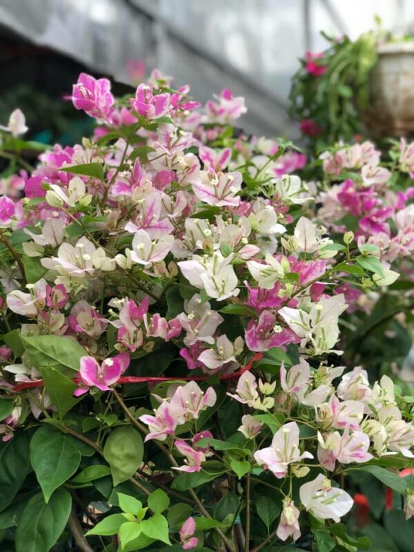 Cây Hoa Giấy Hồng Gân ( hoa giấy trắng tuyết - Nhật Bản )