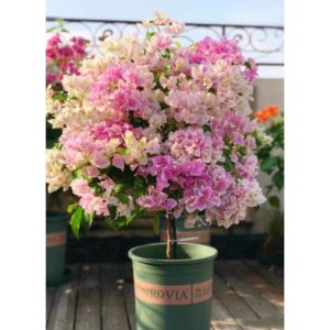 Cây Hoa Giấy Hồng Gân ( hoa giấy trắng tuyết - Nhật Bản ) 33 Cây Hoa Giấy Hồng Gân ( hoa giấy trắng tuyết)
