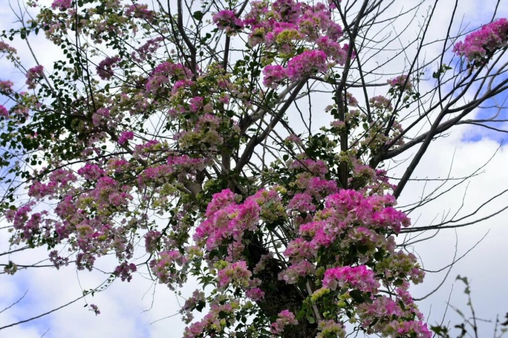Cây Hoa Giấy Hồng Gân ( hoa giấy trắng tuyết - Nhật Bản )