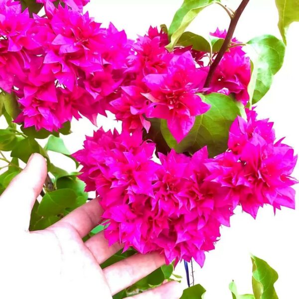 Cây hoa giấy kép ( cây giống nhập khẩu nước ngoài )