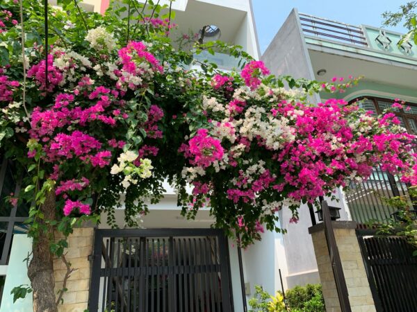 Cây Hoa Giấy Leo Giàn Cổng ( Hoa giấy xác pháo – Đỏ, trắng, vàng, cam, hồng)