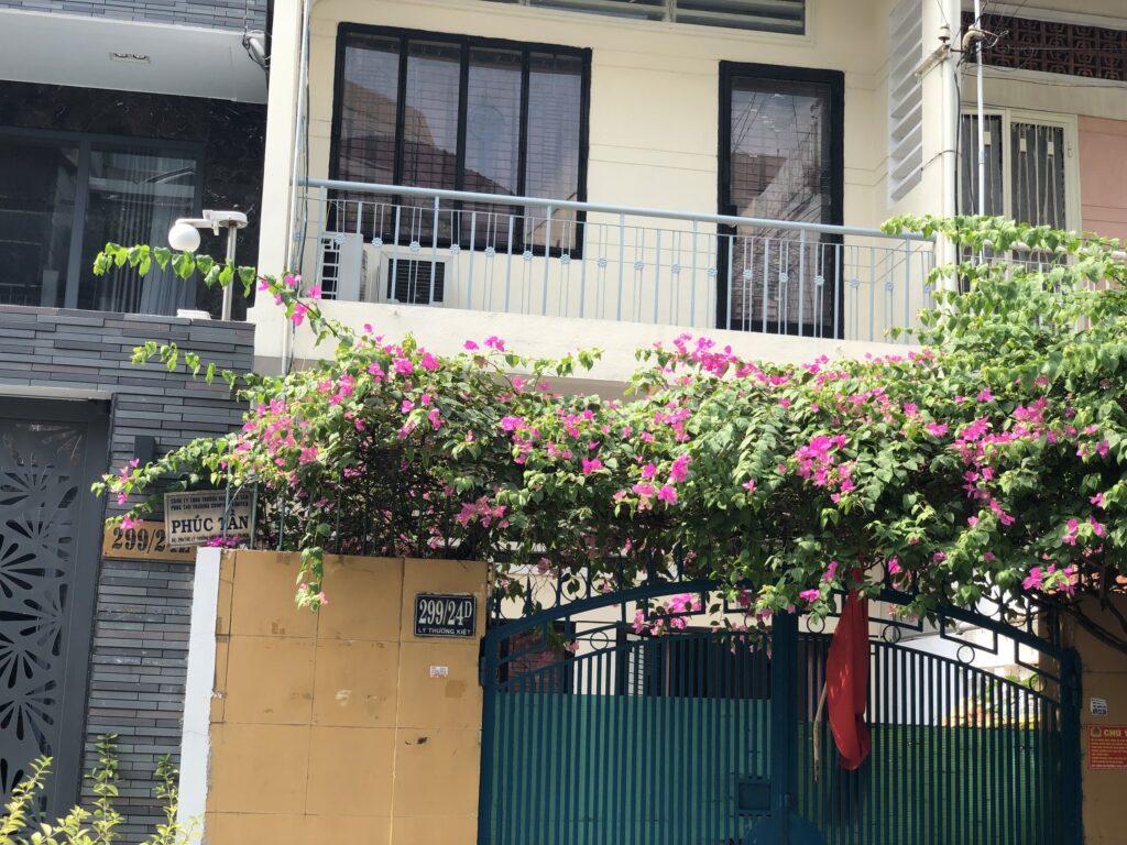 Cây Hoa Giấy Leo Giàn Cổng ( Hoa giấy xác pháo - Đỏ, trắng, vàng, cam, hồng) 6 Cây Hoa Giấy Leo Giàn Cổng ( Hoa giấy xác pháo - Đỏ, trắng, vàng, cam, hồng)