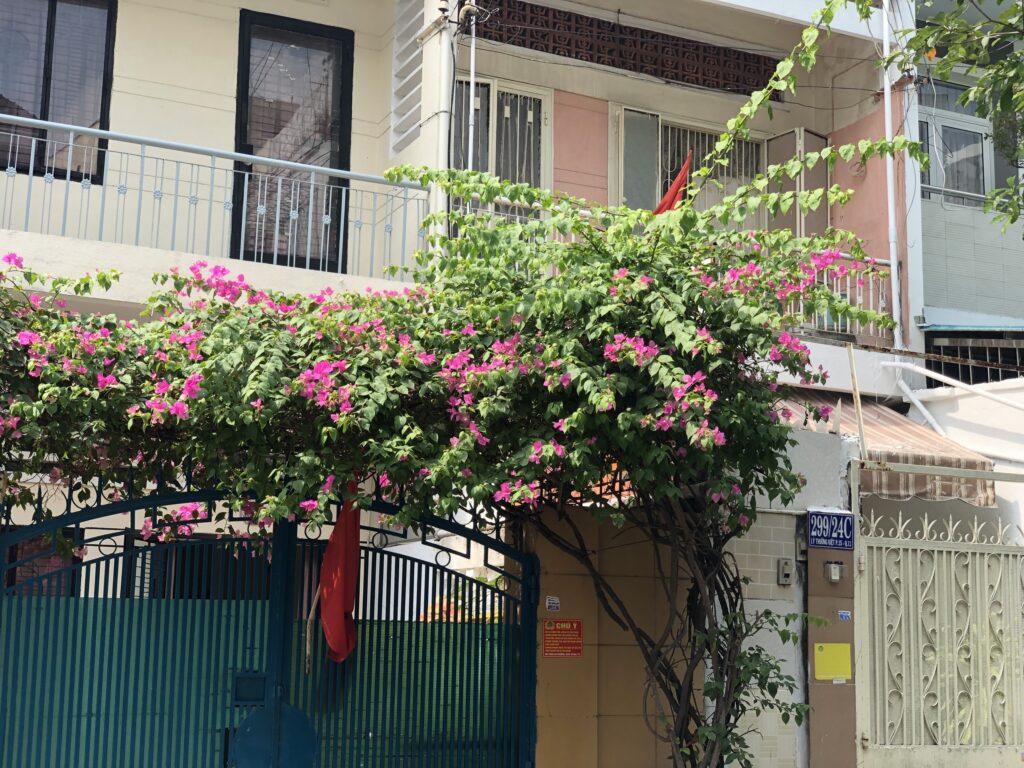 Cây Hoa Giấy Leo Giàn Cổng ( Hoa giấy xác pháo - Đỏ, trắng, vàng, cam, hồng) 7 Cây Hoa Giấy Leo Giàn Cổng ( Hoa giấy xác pháo - Đỏ, trắng, vàng, cam, hồng)