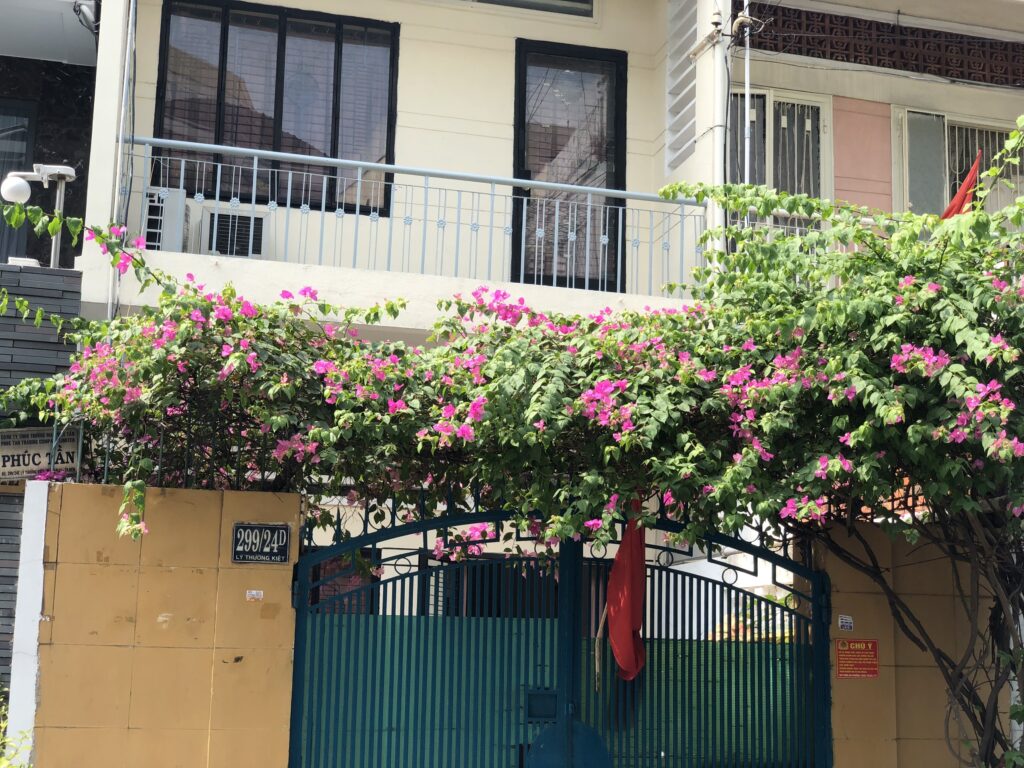 Cây Hoa Giấy Leo Giàn Cổng ( Hoa giấy xác pháo - Đỏ, trắng, vàng, cam, hồng) 11 Cây Hoa Giấy Leo Giàn Cổng ( Hoa giấy xác pháo - Đỏ, trắng, vàng, cam, hồng)