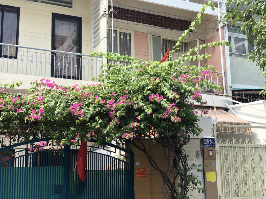 Cây Hoa Giấy Leo Giàn Cổng ( Hoa giấy xác pháo - Đỏ, trắng, vàng, cam, hồng) 12 Cây Hoa Giấy Leo Giàn Cổng ( Hoa giấy xác pháo - Đỏ, trắng, vàng, cam, hồng)
