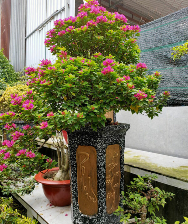 Cây hoa giấy mỹ trồng chậu bonsai