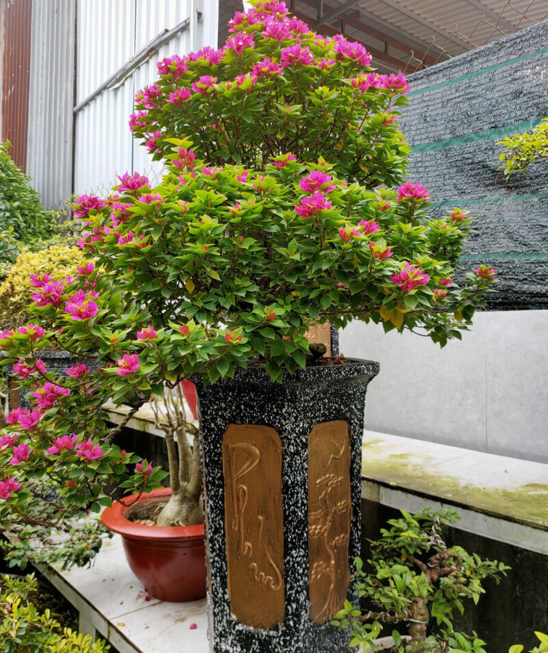 Cây hoa giấy Mỹ lá nhỏ (hoa giấy màu đỏ, hoa giấy bông kép) 10 Cây hoa giấy mỹ trồng chậu bonsai
