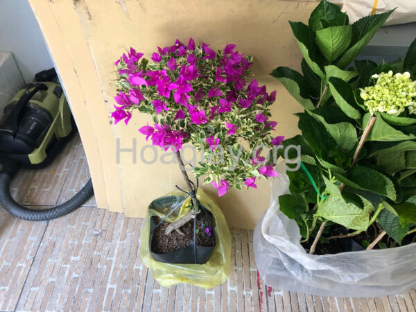 Cây hoa giấy mỹ màu tím lá cẩm thạch