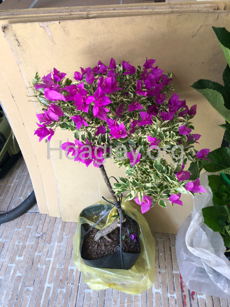 Hoa giấy chơi Tết (bông giấy trưng Tết) 6 Cây hoa giấy mỹ màu tím lá cẩm thạch