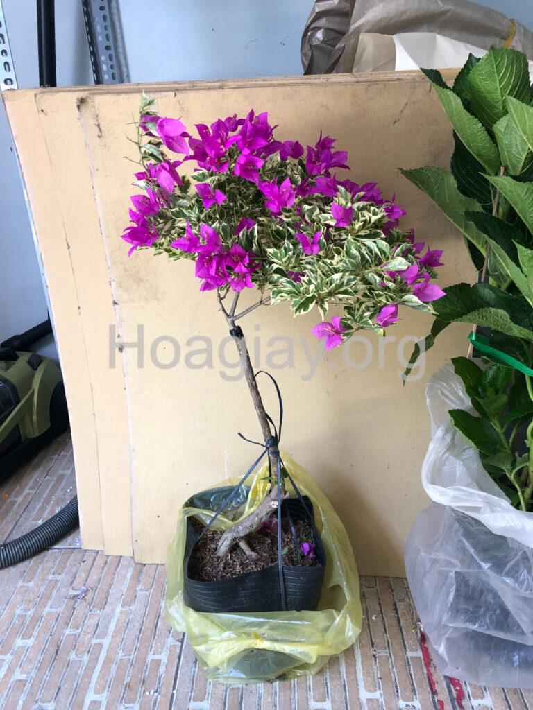 Hoa giấy chơi Tết (bông giấy trưng Tết) 5 Cây hoa giấy mỹ màu tím lá cẩm thạch