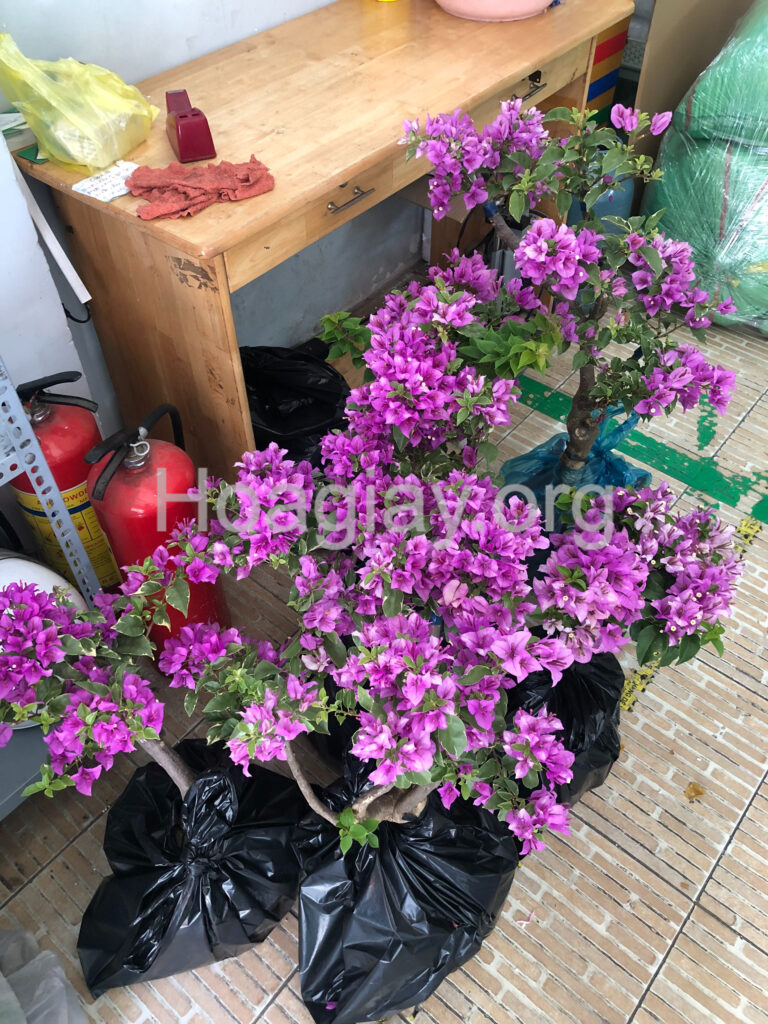 Hoa giấy chơi Tết (bông giấy trưng Tết) 2 Cây hoa giấy mỹ màu tím lá cẩm thạch