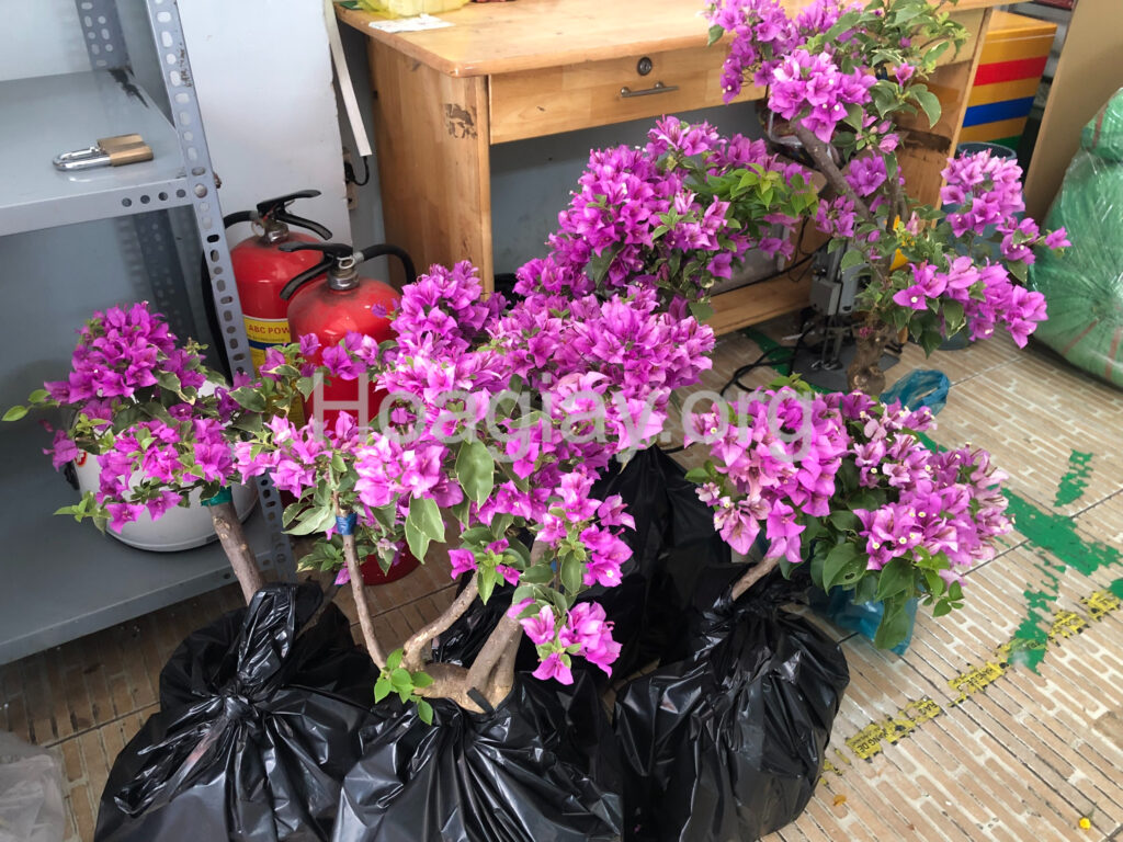 Hoa giấy chơi Tết (bông giấy trưng Tết) 4 Cây hoa giấy mỹ màu tím lá cẩm thạch