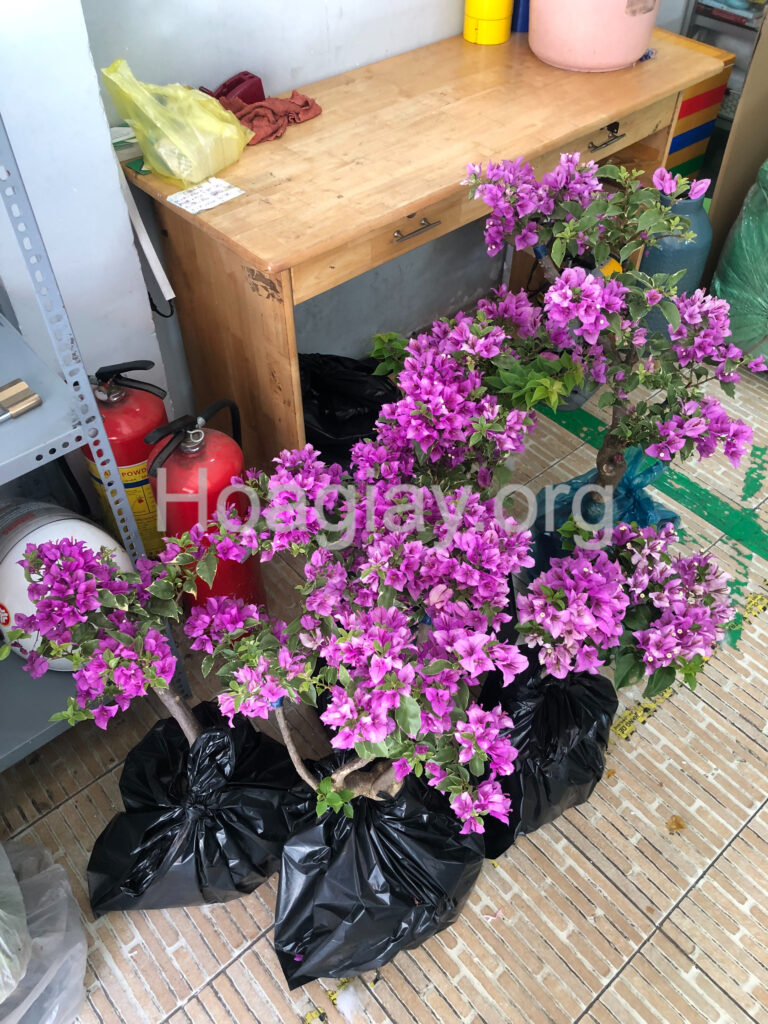 Hoa giấy chơi Tết (bông giấy trưng Tết) 3 Cây hoa giấy mỹ màu tím lá cẩm thạch