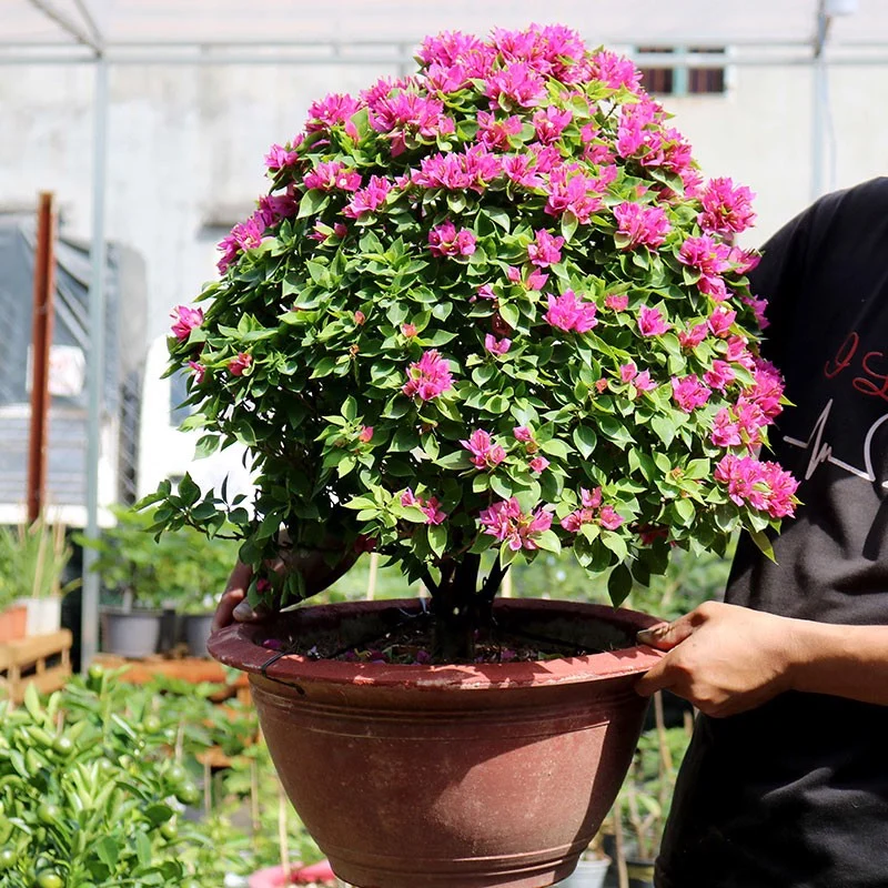 Cây hoa giấy Mỹ lá nhỏ (hoa giấy màu đỏ, hoa giấy bông kép) 12 Cây hoa giấy mỹ trồng chậu sẵn