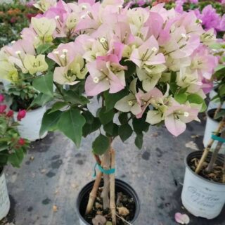 Cây hoa giấy phớt hồng ( hoa giấy trắng hồng tuyết )