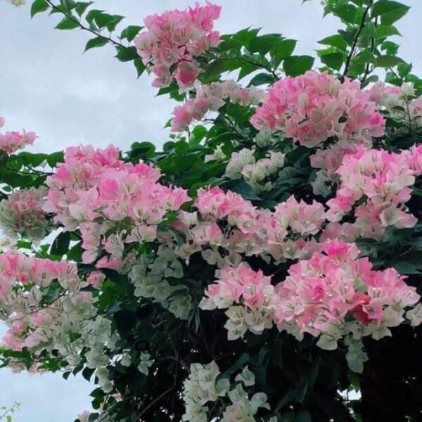Cây hoa giấy phớt hồng ( hoa giấy trắng hồng tuyết ) - Image 2