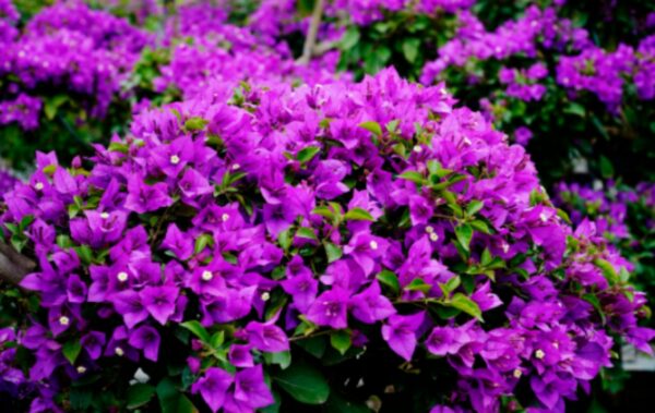 Cây hoa giấy tím ( Giống Thái Lan, Mỹ, Lá to, Lá nhỏ ) Giấy công trình Hoa giấy chậu, hoa giấy leo, hoa giấy giống, hoa giấy công trình, hàng rào 6