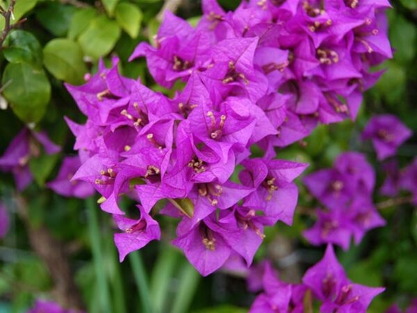 Cây hoa giấy tím ( Giống Thái Lan, Mỹ, Lá to, Lá nhỏ ) Giấy công trình Hoa giấy chậu, hoa giấy leo, hoa giấy giống, hoa giấy công trình, hàng rào 5