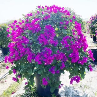 Cây hoa giấy tím ( Giống Thái Lan, Mỹ, Lá to, Lá nhỏ )
