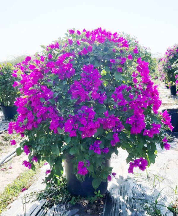 Cây hoa giấy tím ( Giống Thái Lan, Mỹ, Lá to, Lá nhỏ ) Giấy công trình Hoa giấy chậu, hoa giấy leo, hoa giấy giống, hoa giấy công trình, hàng rào 3