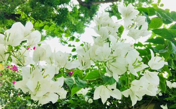 Cây Hoa Giấy Trắng (bông giấy trắng tuyết)