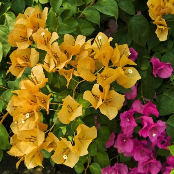 Cây Hoa Giấy Vàng Để Chậu - Image 3