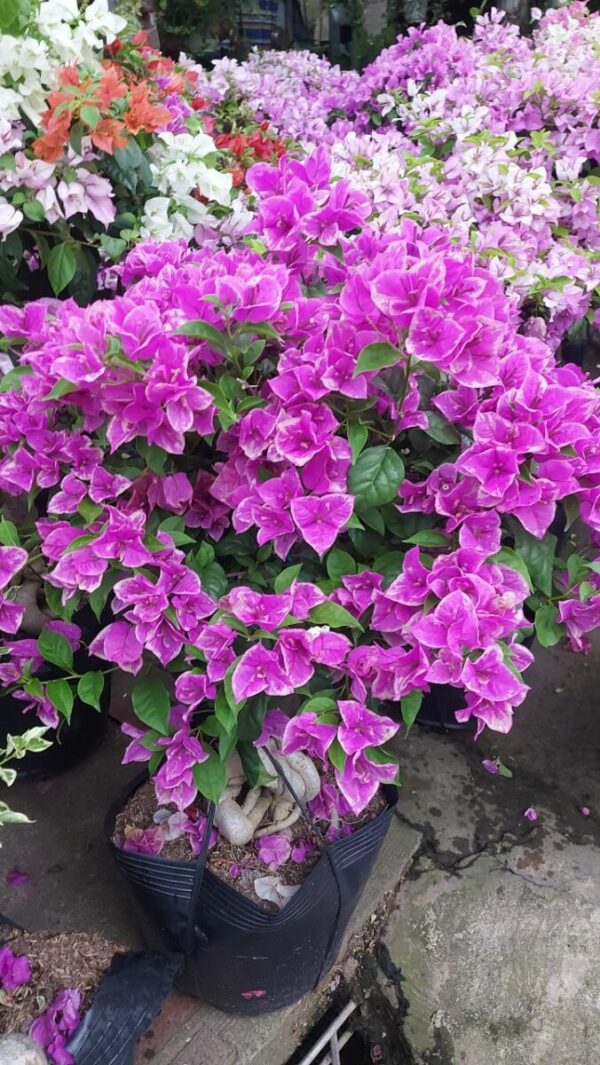 Cây hoa giấy 2 màu (hoa giấy trắng + hồng) - Image 4