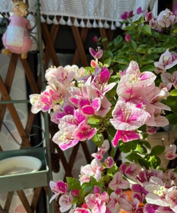 Cây Hoa Giấy Hồng Gân ( hoa giấy trắng tuyết - Nhật Bản )