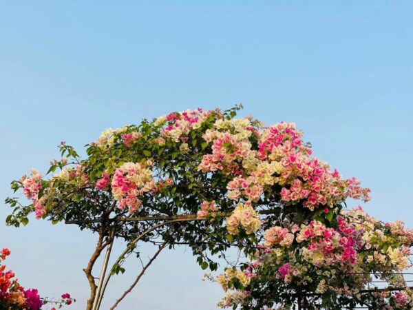 Cây Hoa Giấy Hồng Gân ( hoa giấy trắng tuyết - Nhật Bản ) - Image 8