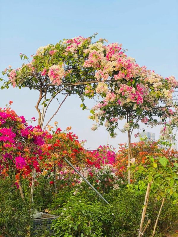 Cây Hoa Giấy Hồng Gân ( hoa giấy trắng tuyết - Nhật Bản ) - Image 6