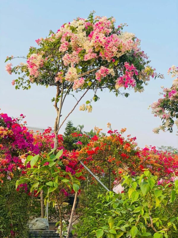 Cây Hoa Giấy Hồng Gân ( hoa giấy trắng tuyết - Nhật Bản ) - Image 5
