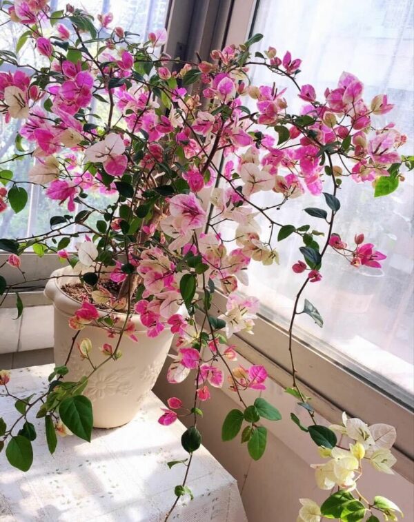 Cây Hoa Giấy Hồng Gân ( hoa giấy trắng tuyết - Nhật Bản ) - Image 14
