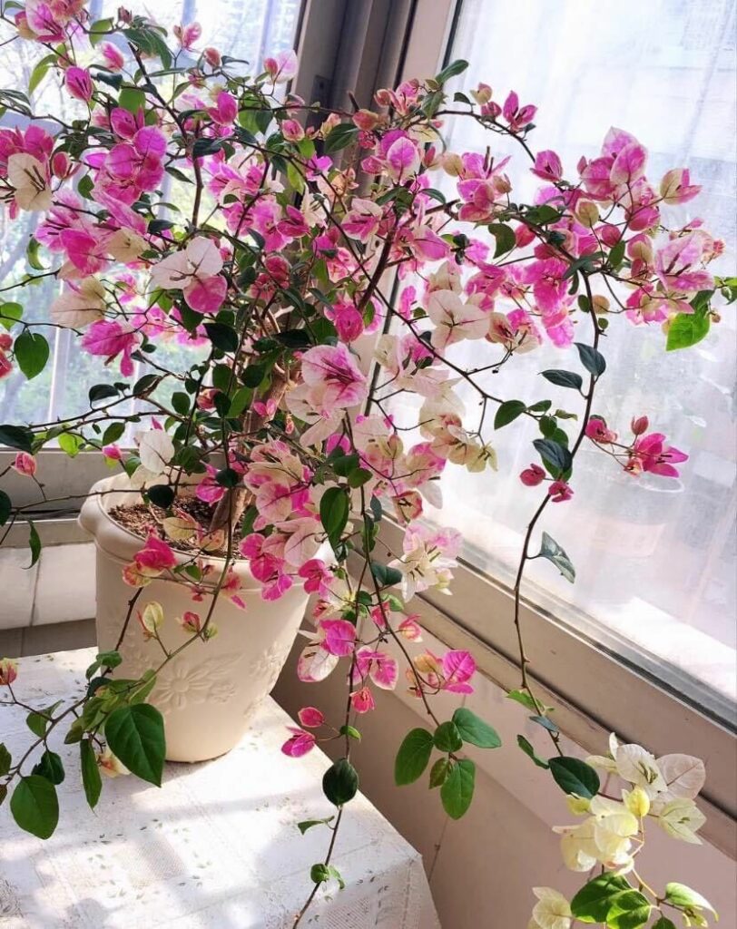 hoa giay hong gan 7