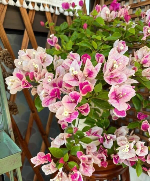 Cây Hoa Giấy Hồng Gân ( hoa giấy trắng tuyết - Nhật Bản ) - Image 13
