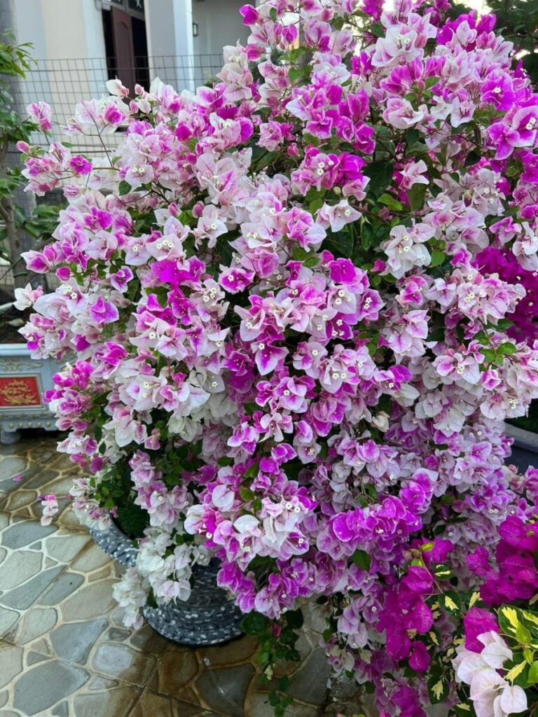 hoa giay hong gan trang tuyet 1