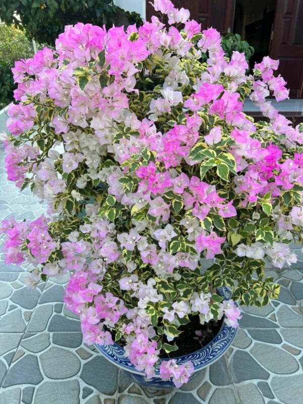 Cây hoa giấy phớt hồng ( hoa giấy trắng hồng tuyết ) - Image 6