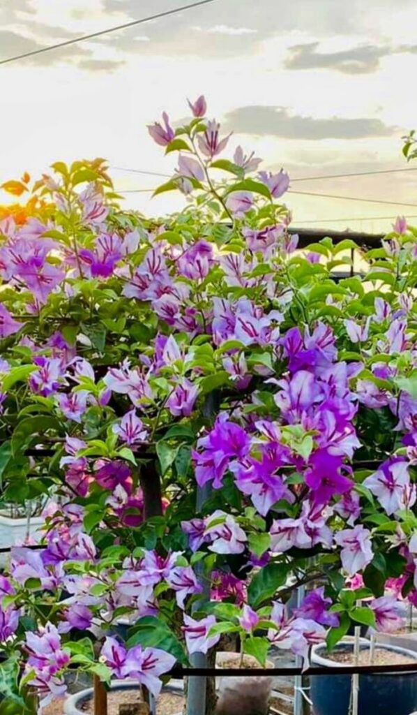 hoa giay hong gan trang tuyet 3