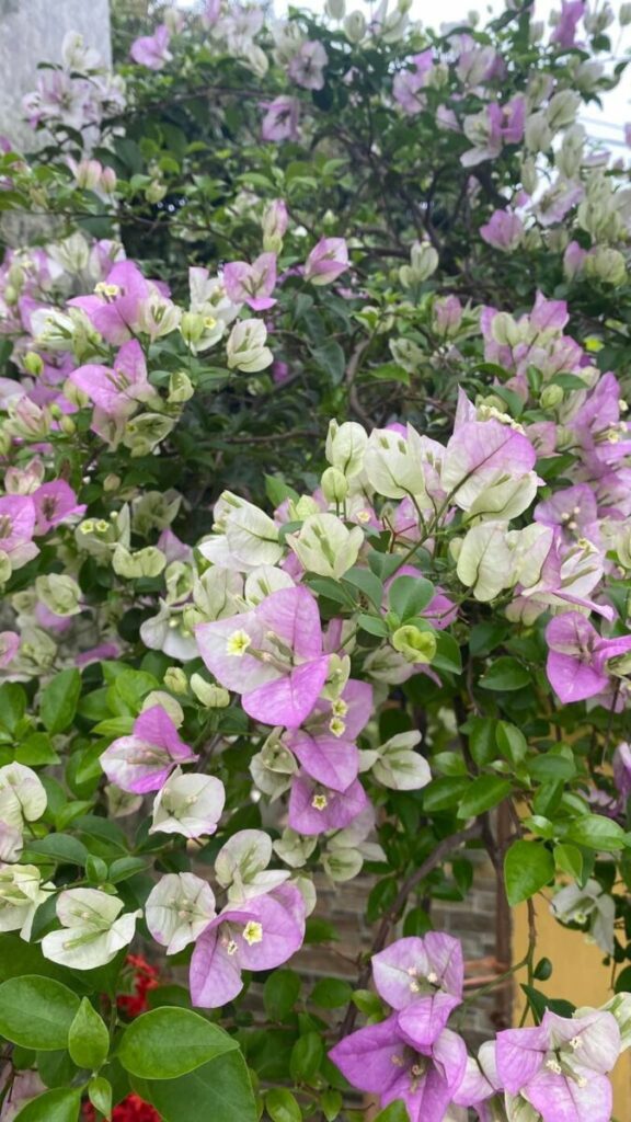 hoa giay hong gan trang tuyet 4