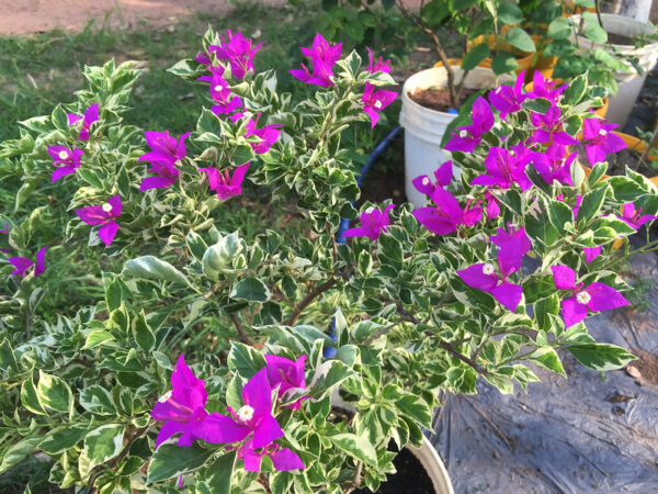 Hoa giấy cẩm thạch ngũ sắc ( đỏ, hồng tím, vàng, cam, trắng) - Image 4
