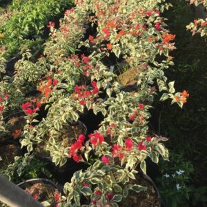 cay hoa giay cam thach 03