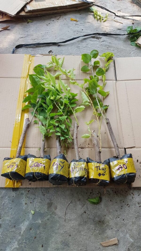 Cây hoa giấy mini (gốc hoa giấy nhỏ để bàn) - Image 17
