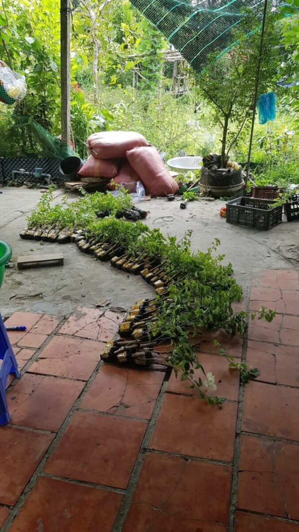 Cây hoa giấy mini (gốc hoa giấy nhỏ để bàn) - Image 22