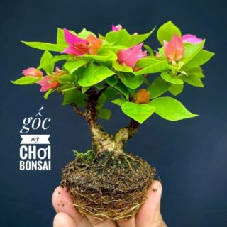 Cây hoa giấy mini (gốc hoa giấy nhỏ để bàn)