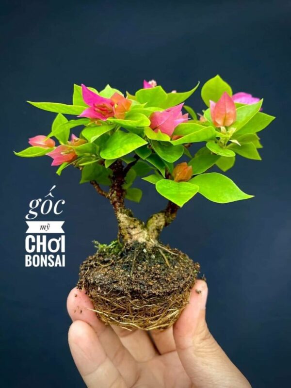 Cây hoa giấy mini (gốc hoa giấy nhỏ để bàn)