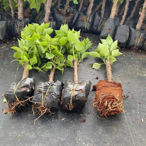 Cây hoa giấy mini (gốc hoa giấy nhỏ để bàn) - Image 29