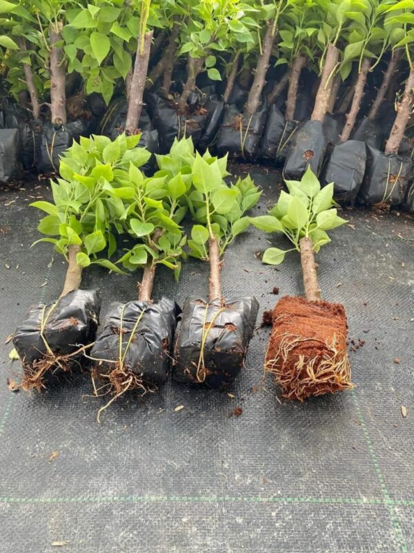 Cây hoa giấy mini (gốc hoa giấy nhỏ để bàn) - Image 23