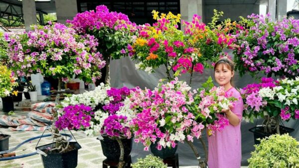 Cây hoa giấy ngũ sắc (Đỏ, trắng, vàng, cam, hồng) - Image 13